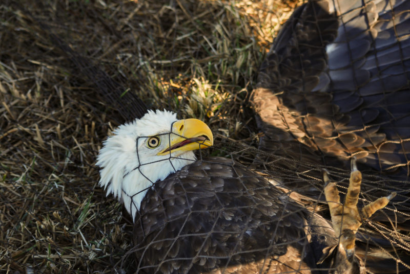 Adult female bald eagle captured with a rocket net