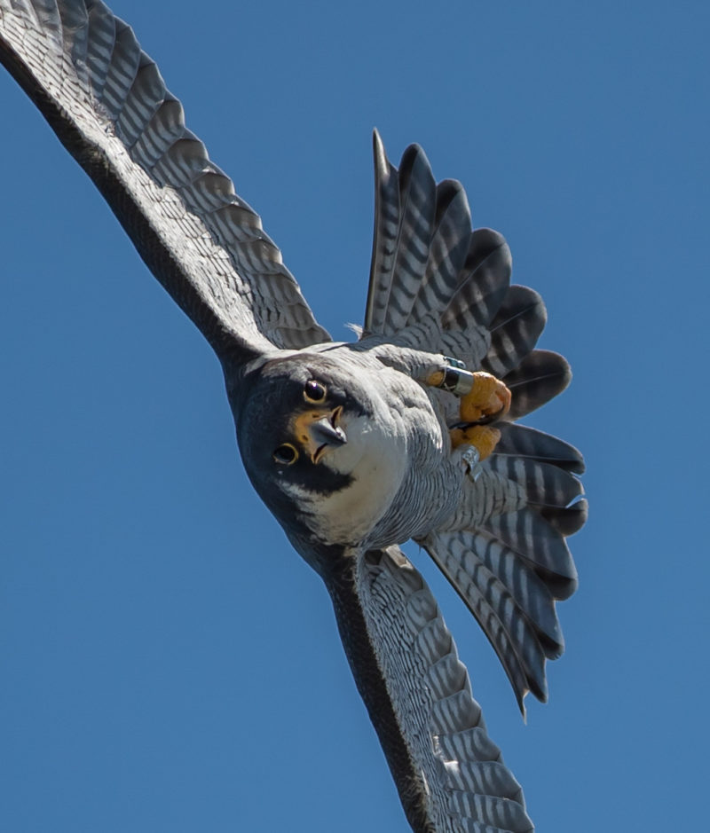 Adult male peregrine falcon from Possum Point