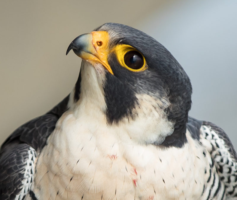 Adult male peregrine falcon from the Mills Godwin Bridge