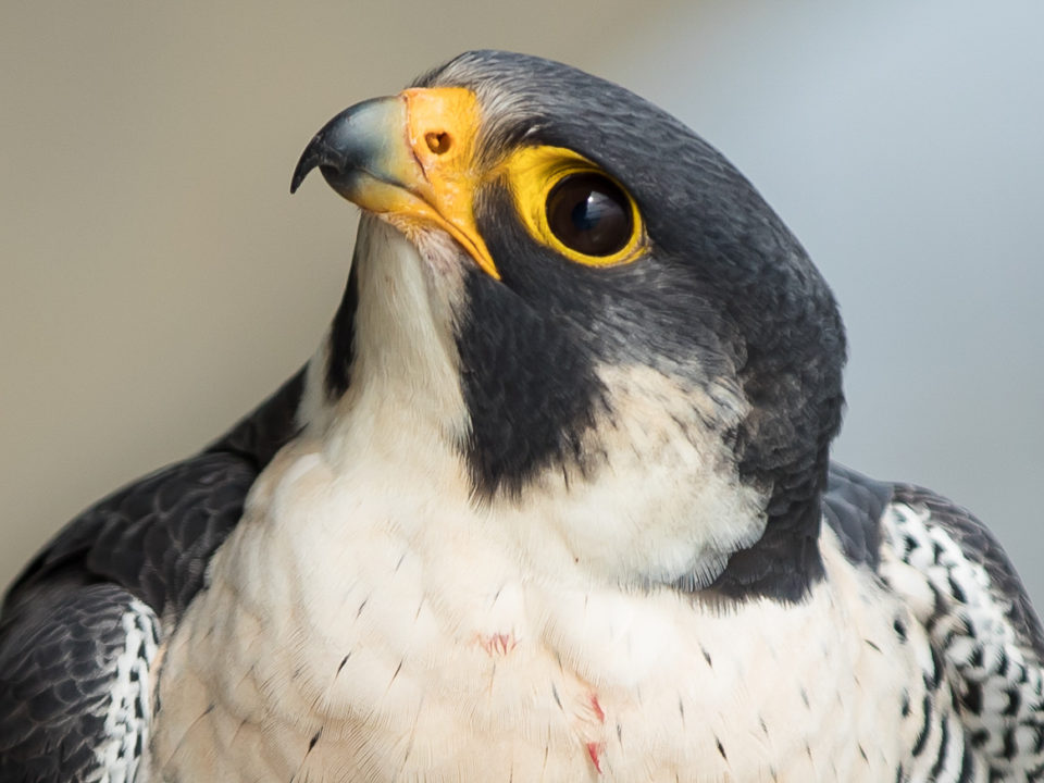 Adult male peregrine falcon from the Mills Godwin Bridge