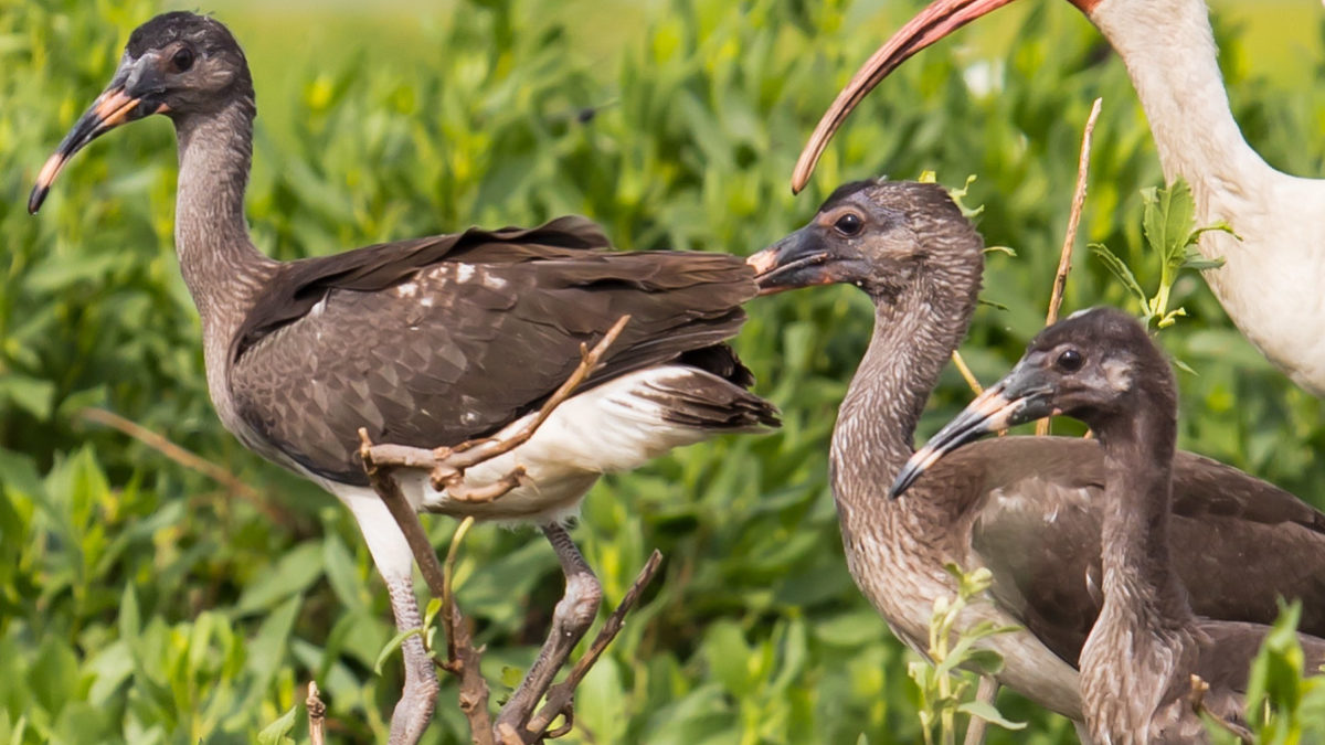 Adult white ibis with a brood in Virginia.