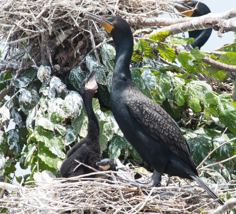 Adult with young in colony near Hopewell, Virginia