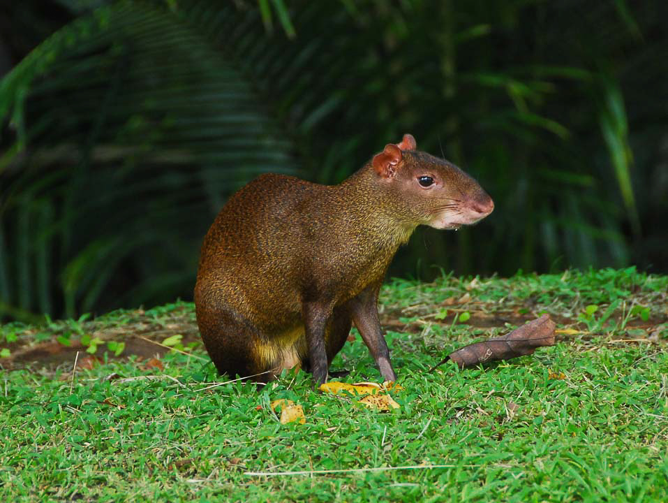 Agouti – The common agouti is a large new world rodent related to the guinea pig. The population in Gamboa has grown dramatically in recent years and their social interactions are entertaining to watch. Several individuals were present during the evening hours when the students were back from the field.