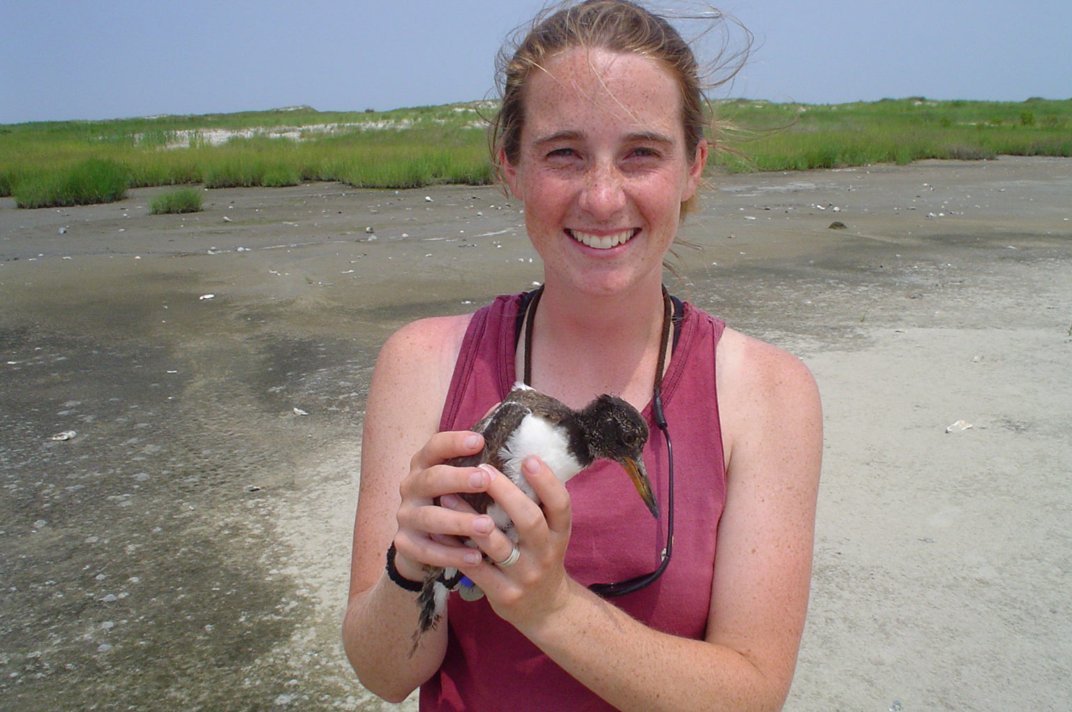 30th Anniversary For MD-VA Barrier Islands Western Hemisphere Shorebird ...