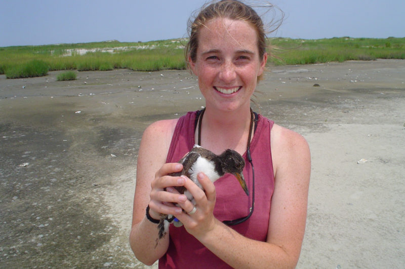 Alex Wilke holds one of the first American oystercatcher chicks to be color banded on the barrier islands