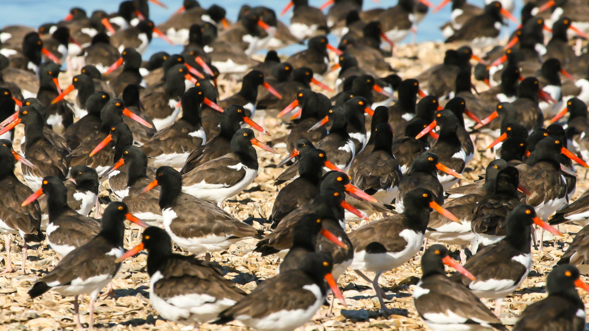 American oystercatchers roost during high tide on a shell rake in Virginia.