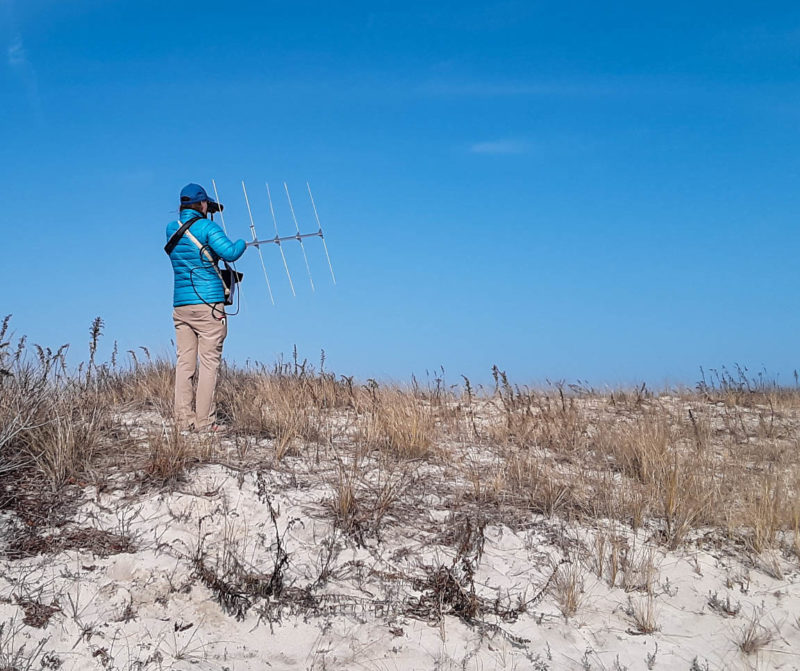 Amy Whitear uses a receiver and antenna to locate an Ipswich sparrow