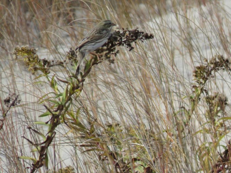 An Ipswich sparrow foraging on seaside goldenrod