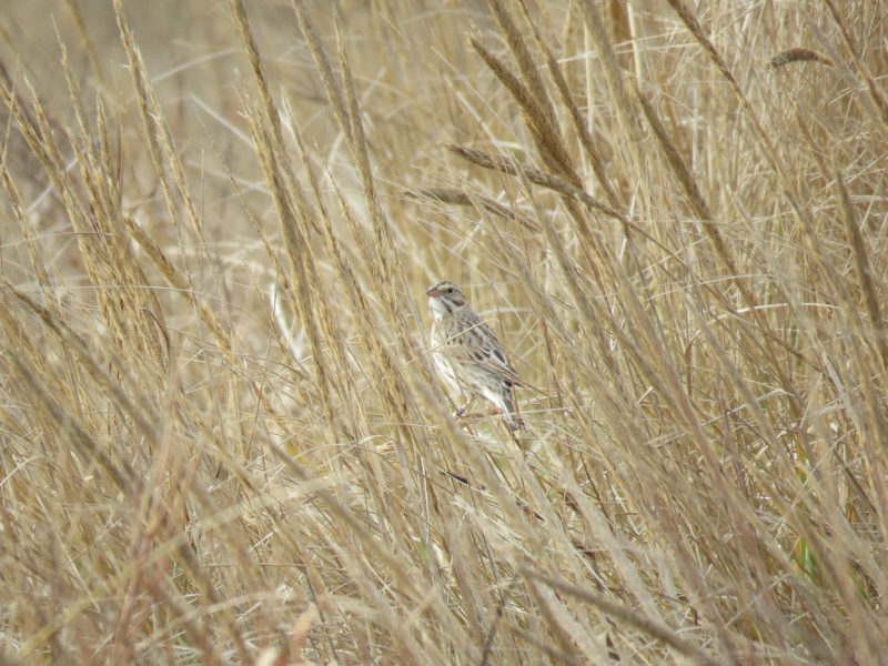 An Ipswich sparrow perched amidst a dense clump of beach grass seed heads