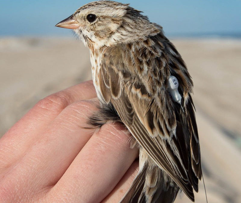 An Ipswich sparrow sporting a nano-tag at Assateague National Seashore.