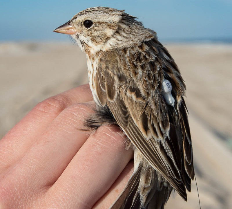 An Ipswich sparrow sporting a nano-tag at Assateague National Seashore.