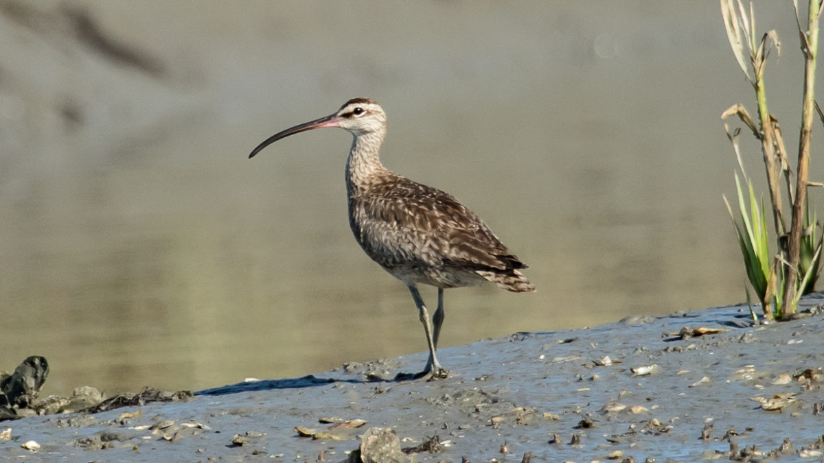 An adult whimbrel forages for fiddler crabs along the edge of a tide gut