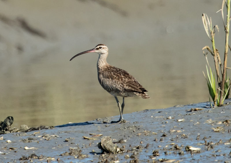 An adult whimbrel forages for fiddler crabs along the edge of a tide gut