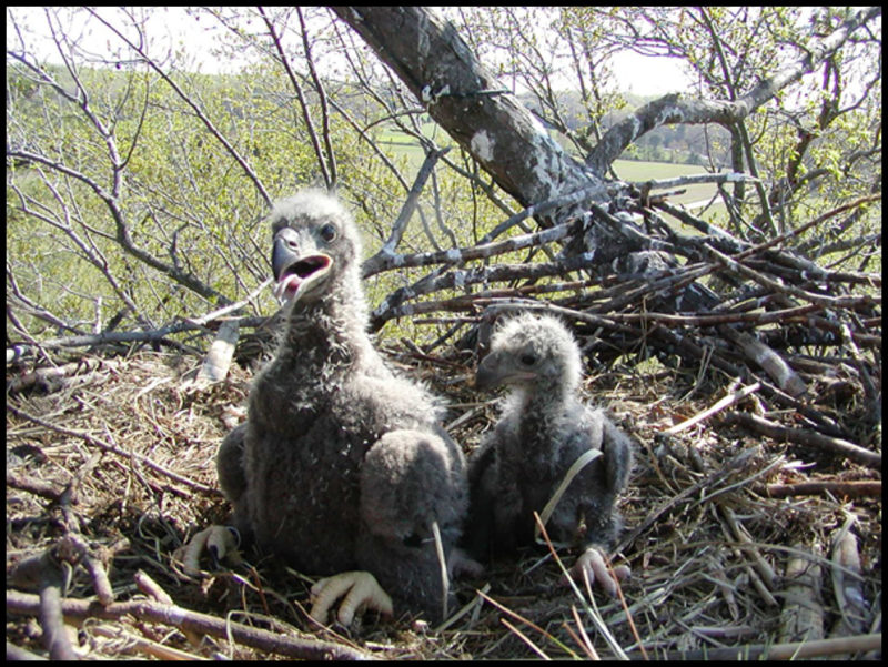 An asymmetric bald eagle brood on the Rappahannock River.