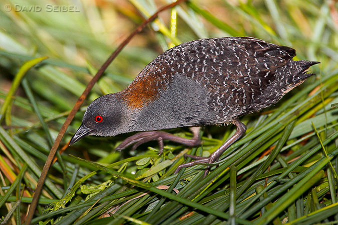 An eastern black rail within an inland wetland.