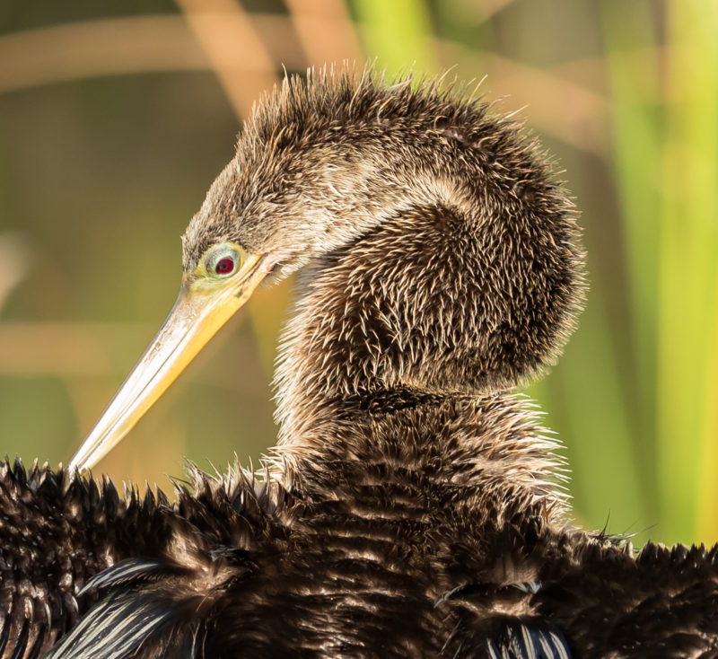 A female anhinga stands in the sun to dry her feathers