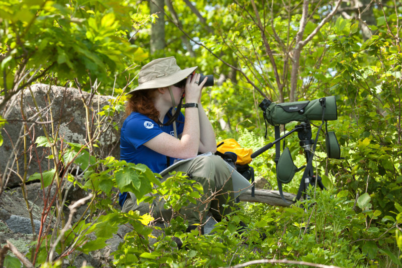 Ashley Lohr monitors fledged peregrine falcons after release on Hogback Mountain.