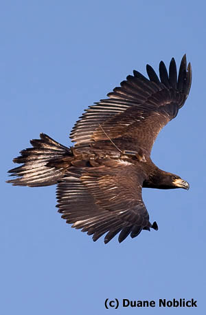 Tracking Azalea - The Center for Conservation Biology