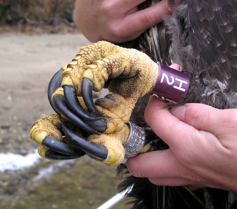 Bald eagle feet with bands.