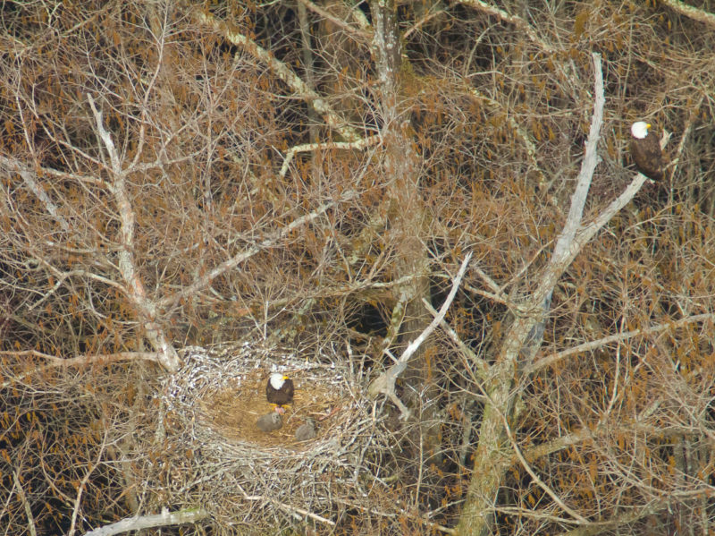 Bald eagle nest on Chickahominy River in Virginia.