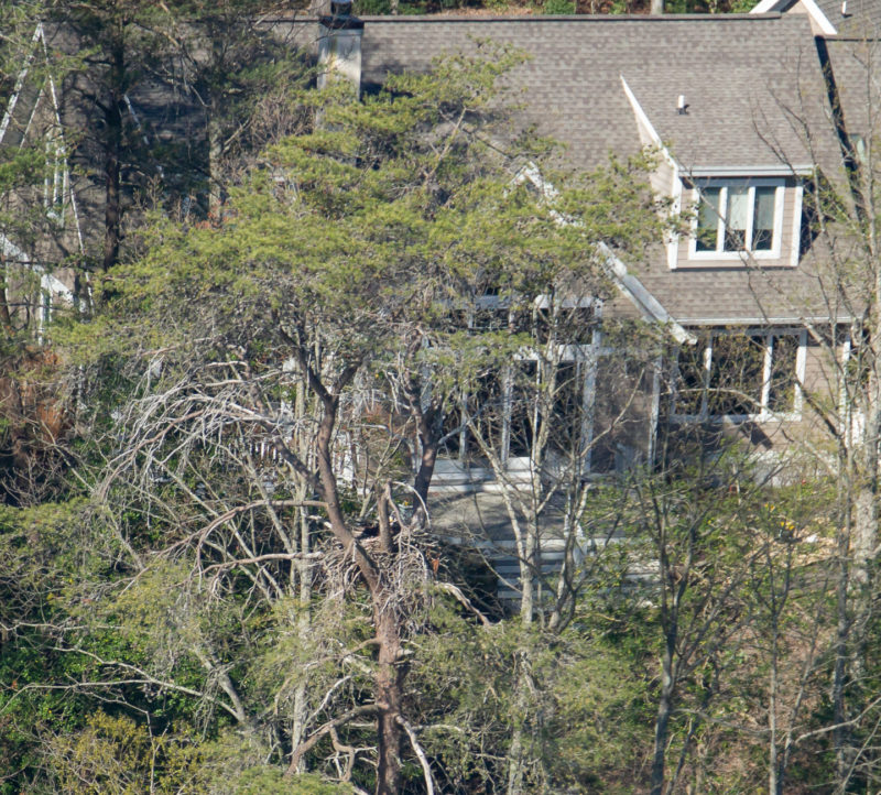 Bald eagle nest with a view into a waterfront home on the Great Wicomico River in Virginia.
