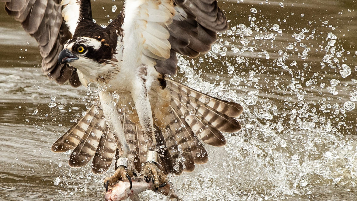 Banded male osprey fishing on the upper James River. This bird was banded by CCB in 2012 as a nestling and is now nesting on the same nests where it was hatched. Photo by Bryan Watts.