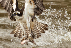 Banded male osprey fishing on the upper James River. This bird was banded by CCB in 2012 as a nestling and is now nesting on the same nests where it was hatched. Photo by Bryan Watts.