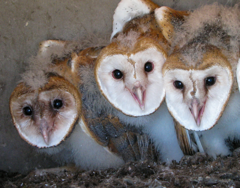 Barn Owl brood in Chesapeake Bay.