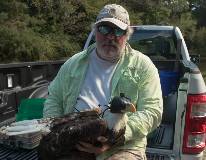 Bart Paxton handles an adult bald eagle during transmitter attachment
