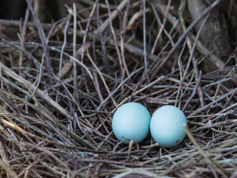 Beautiful eggs of the green heron in a nest along the James River.