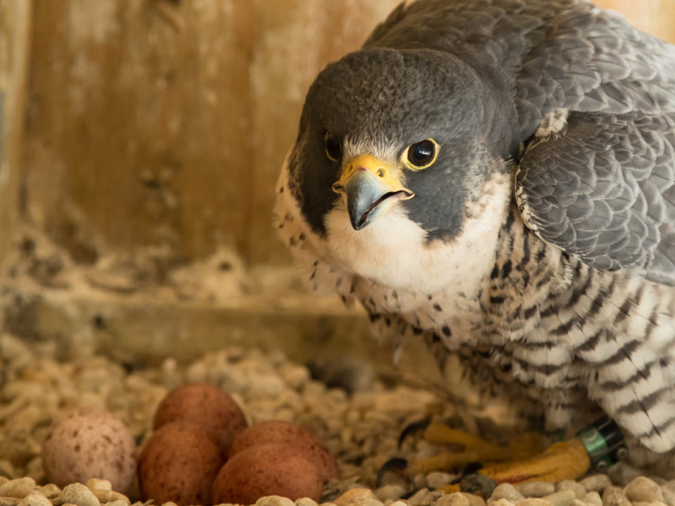 Breeding female on the Eltham Bridge.