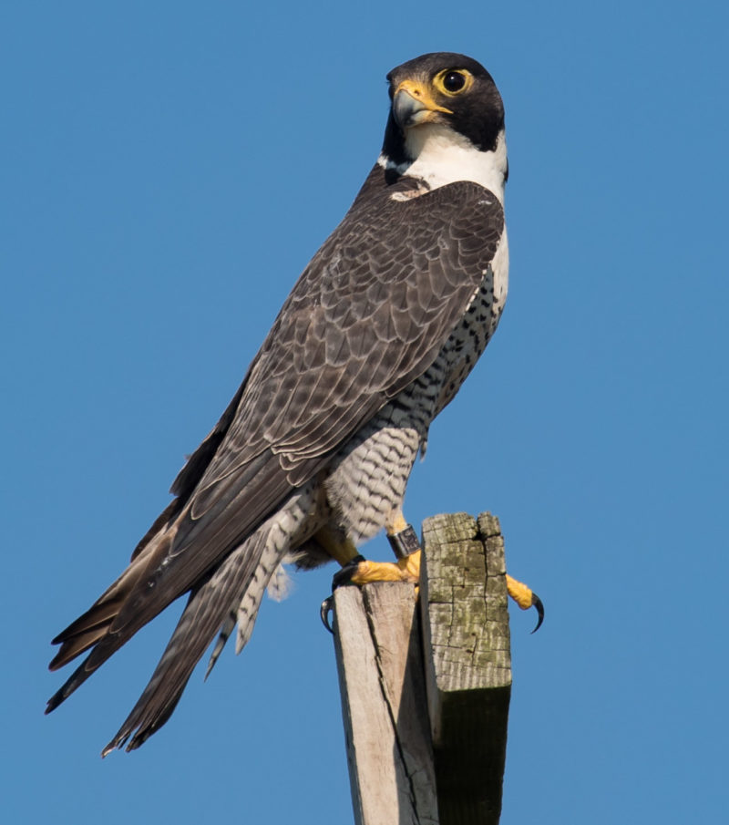 Breeding male from Mockhorn Island.