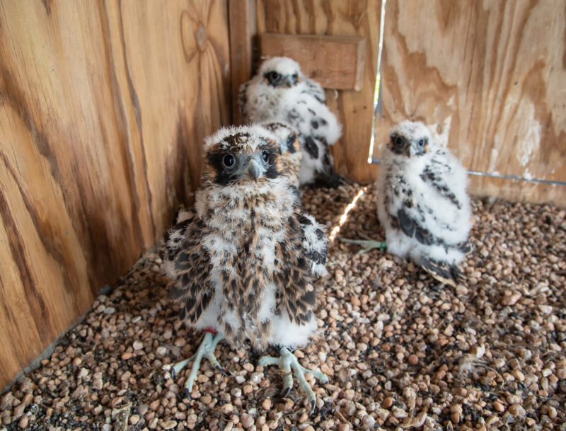 Brood just after placement within the hack box on Franklin Cliffs.