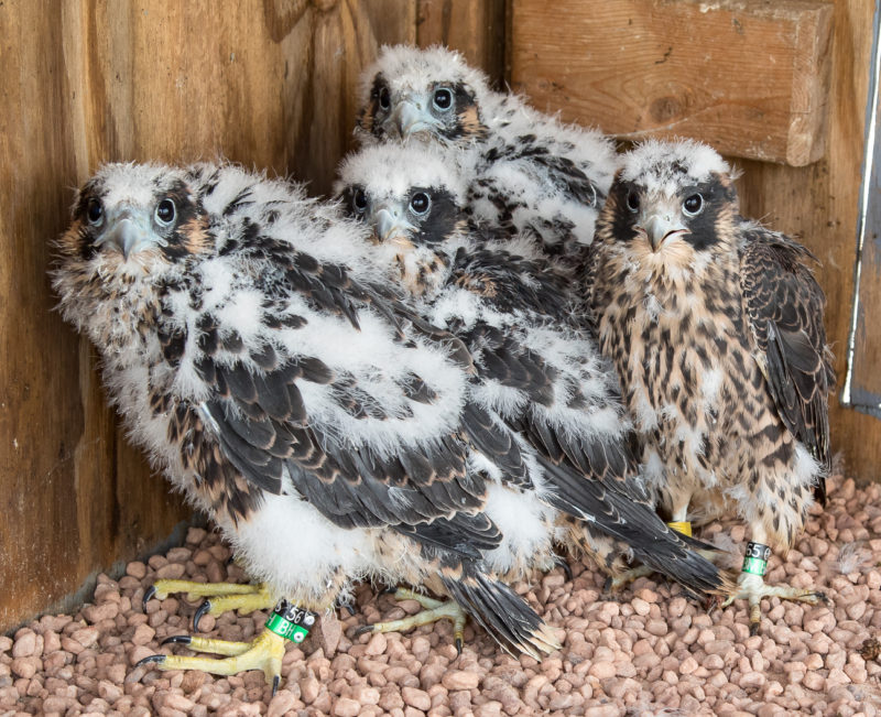 Brood of young falcons placed in hack box within Shenandoah National Park.