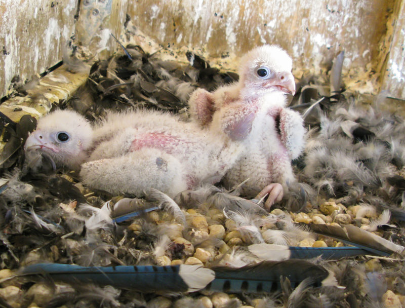 Brood of young peregrines surrounded by blue jay and common grackle feathers