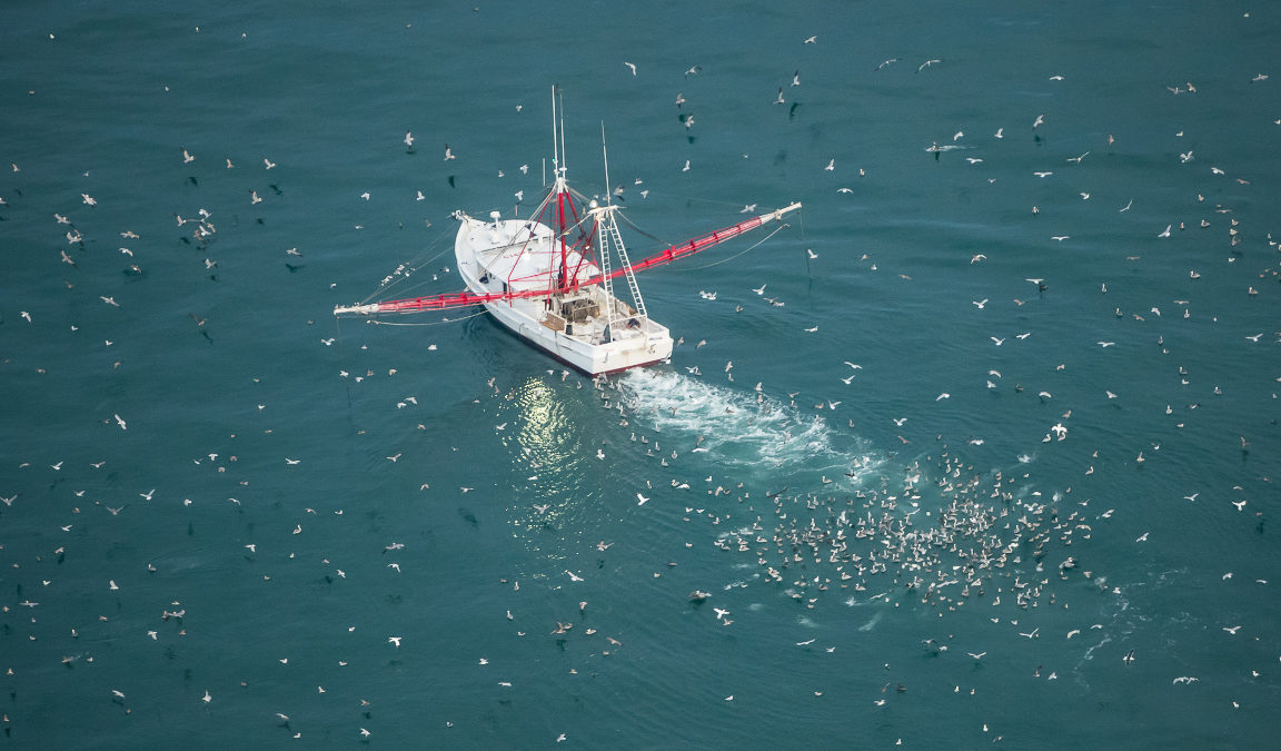 Brown pelicans, northern gannets and various gulls follow a commercial boat