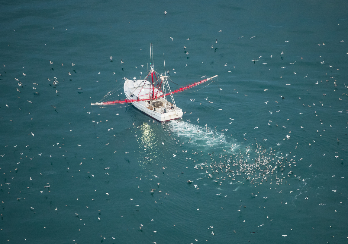 Brown pelicans, northern gannets and various gulls follow a commercial boat