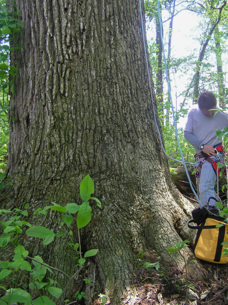 Bryan Watts prepares to rope climb the large oak on Spesutie Island