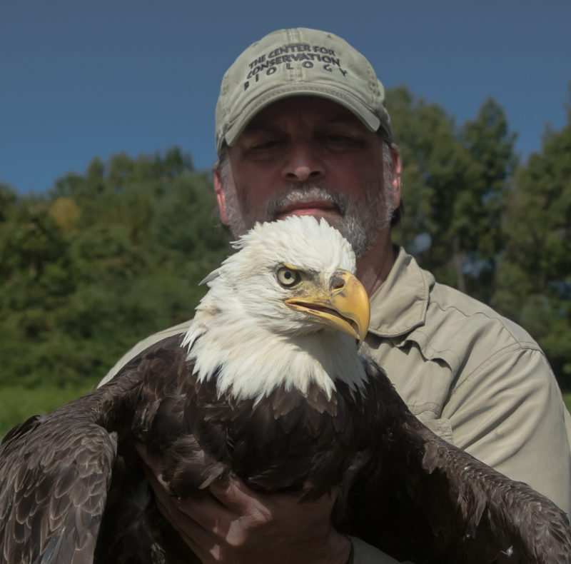 Bryan Watts with an adult female bald eagle ready for release.