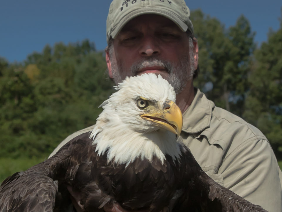 Bryan Watts with an adult female bald eagle ready for release.
