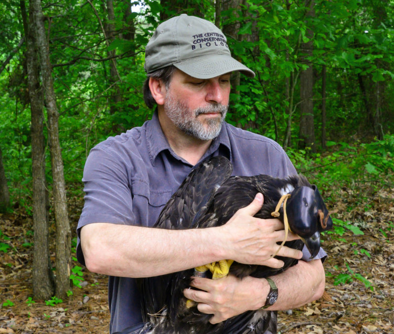 Bryan Watts with nestling bald eagle just after attaching a transmitter.
