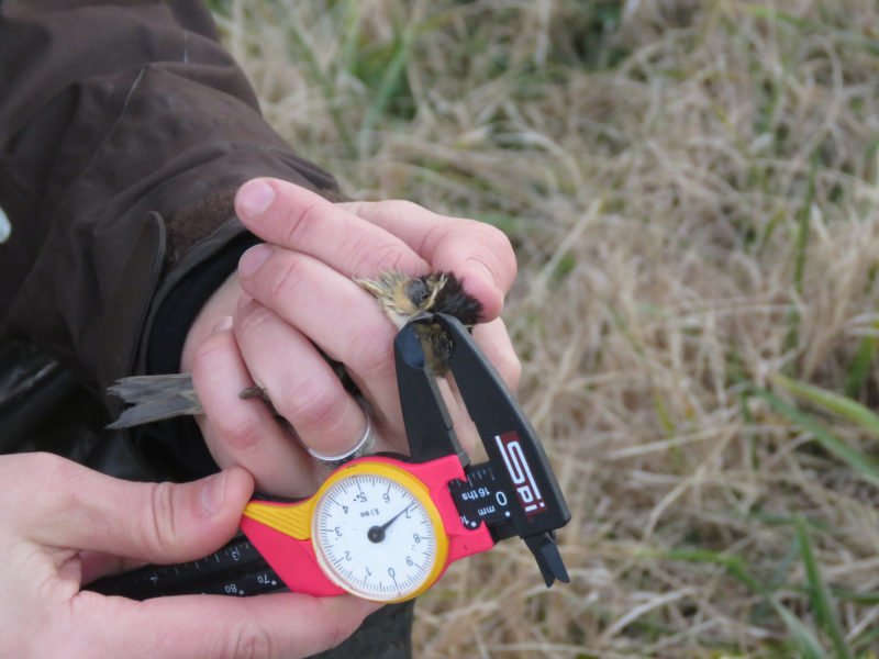 CCB Biologist Laura Duval taking morphometric measurements on saltmarsh sparrow
