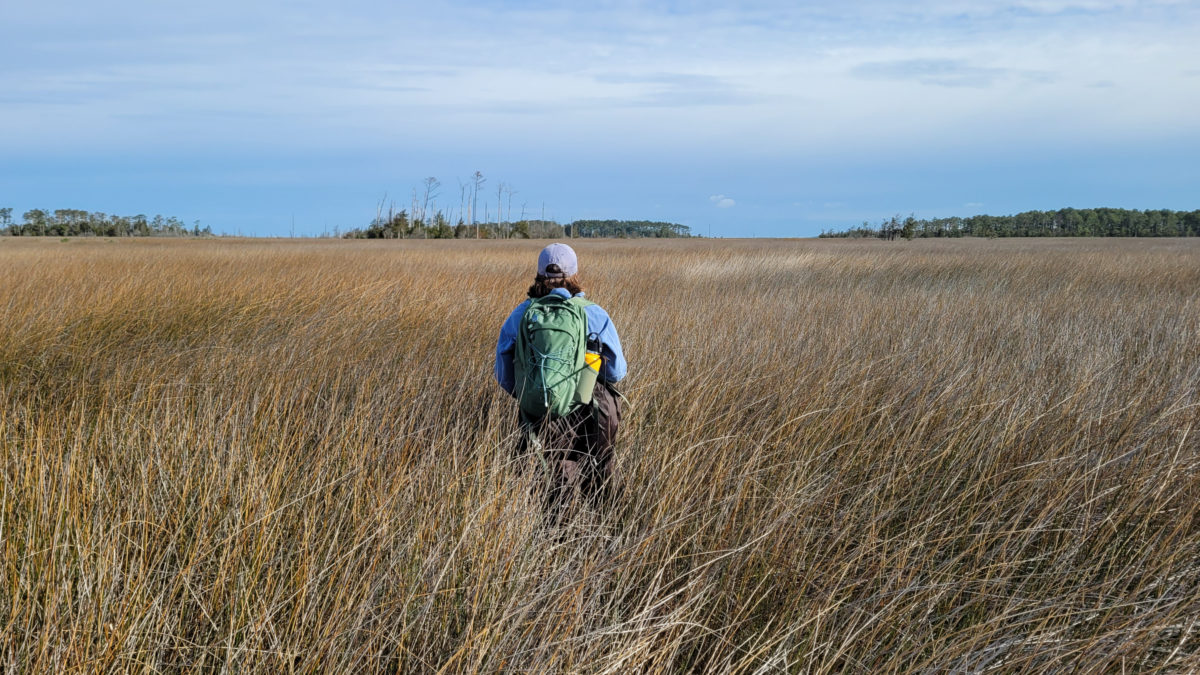 CCB field technician, Riley Strasbaugh, trudges through a black needlerush marsh