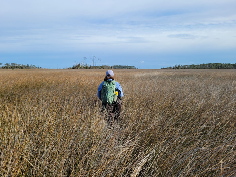 CCB field technician, Riley Strasbaugh, trudges through a black needlerush marsh