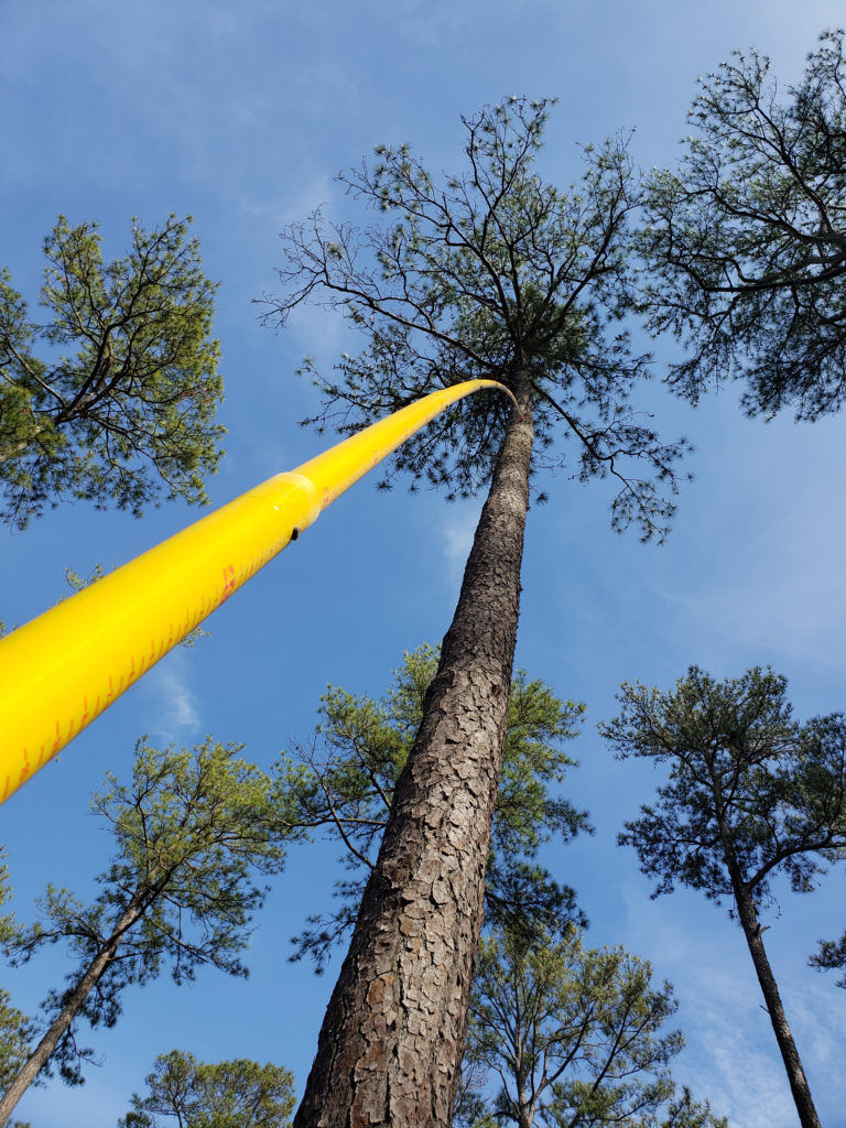 CCB staff inspecting an RCW cavity with a telescoping pole