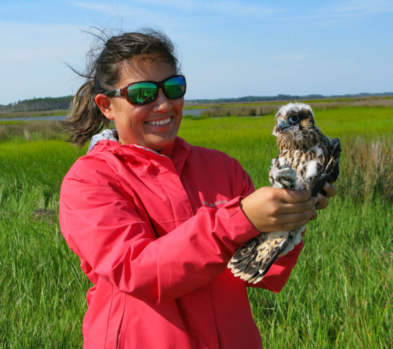 Casey Shaw from the Elizabeth River Project holds a young peregrine