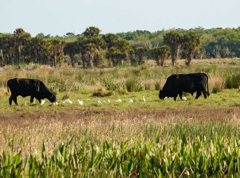 Cattle feed with egrets on a ranch in central FL