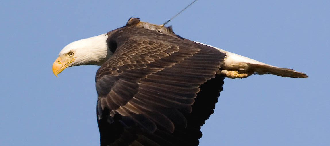 Center for Conservation Biology satellite-tagged bald eagle was resighted by a local wildlife photographer at Conowingo Dam