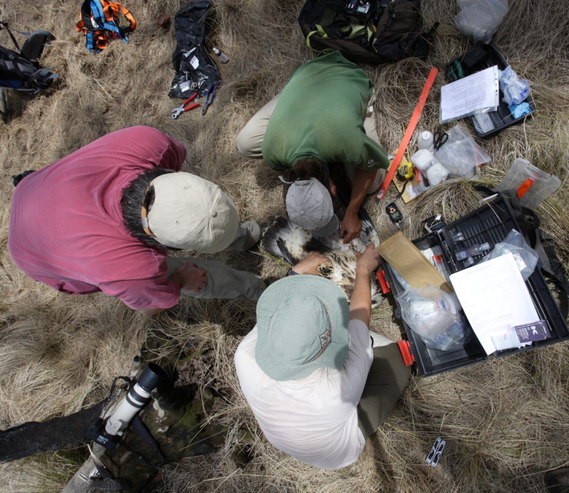 Bryan Watts, Maxi Galmes and Manu Grande work up a chaco eagle in the calden forest of Argentina.