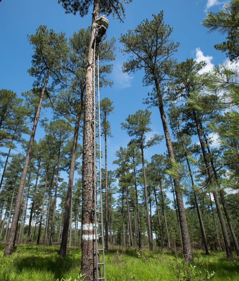 Chance Hines climbs a nest tree to extract a young brood for banding within Piney Grove Preserve.
